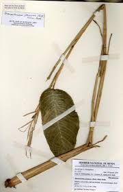 Image result for Marantochloa purpurea