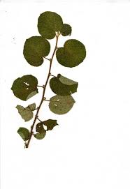 Image result for Grewia glandulosa