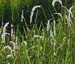 Kehidupan penagih dadah itu seperti rumput di tepi jalan tidak. Alang Alang Wikipedia Bahasa Indonesia Ensiklopedia Bebas