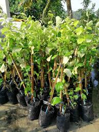 Pada pembahasan kali ini saya ingin sedikit mengulas tentang. Bidara Epal Baru Sampai Delivery Anak Pokok Hybrid Facebook