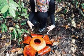 Home of the elusive giant flower. Gunung Gading National Park Travel Malaysia Asia Lonely Planet
