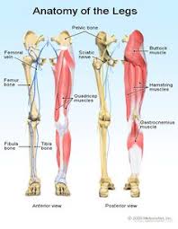 Your tendons are under a lot of tension when you exercise, especially when you do explosive activities like sprinting and jumping. 7 Muscle And Tendon Ideas Muscle Anatomy Muscle Anatomy
