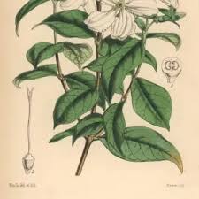 Image result for Heinsia