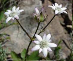 Image result for Alepidea amatymbica