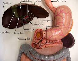 Digestive system stomach model labeled. Human Digestive System Anatomy Models Labeled Digestive System Model