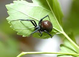 They are usually fixed in the parking places. Black Widow Saint Louis Zoo