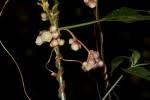 Image result for Cuscuta kilimanjari