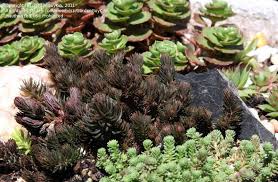 This small sedum grows up to 20 cm tall and spreads up to 35 cm wide. Sedum Hakonense Chocolate Ball A Dark Sedum With An Interesting Texture Sedum Goth Garden Succulents