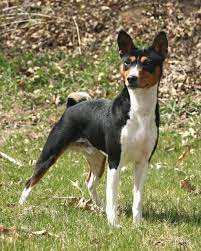 Find basenji puppies for sale with pictures from reputable basenji breeders. The Tri Color Basenji