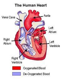 Human Heart Pictures Health Pictures Of Anatomy Pictures Health Information Tubuh Manusia Anatomi Manusia