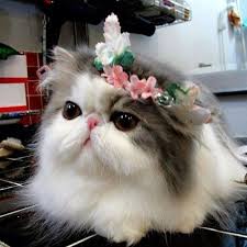 Black And White Persian Cat Meet Hope The Adorable Bi Color Black And White Persian Cat That Is A Current Instagram Sensation Persian Cat Doll Face Persian Cat White Cats