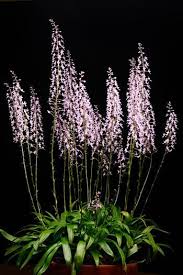 Image result for Stenoglottis