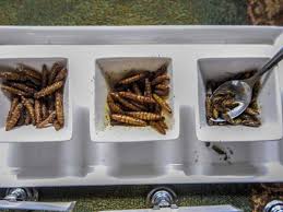 Two-dollar Tuesdays lure parents, kids to Insectarium