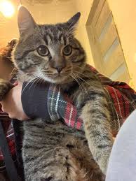 Cercetările sugerează că femeile fără ovare nu au o speranță de viață redusă. Cafeaua Cu Pisici Posts Facebook