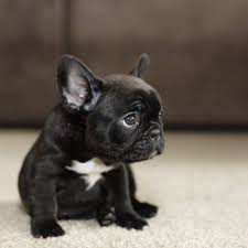 Maybe you would like to learn more about one of these? French Bulldog Black Bulldog Puppies Pets Lovers