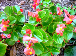 Gardeners in houston, texas, can grow several great flowers with the city being in usda plant hardiness zone 9a. Pictures Of Flowering Plants That Grow Well In My Houston Garden In October Dengarden