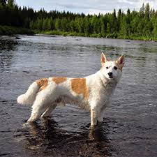 The norrbottenspets, also known as the norrbottenspitz, the nordic spitz and the pohjanpystykorva, is a breed of spitz type dog from sweden. Nordic Spitz Facts Wisdom Panel Dog Breeds