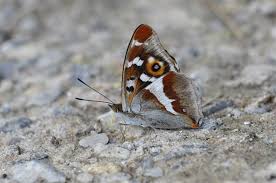 Image result for Apatura iris