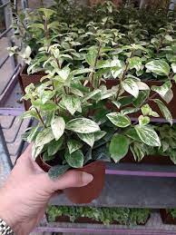 Aeschynanthus Aureum Variegata Lipstick Plant Plants Pretty Plants