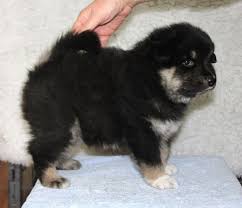 Eurasier puppies and dogs for sale in california, usa on puppyfinder.com Eurasier Puppies For Sale Austin Tx 222196 Petzlover