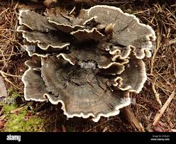 Image result for Phellodon niger