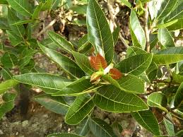 Image result for Ficus ingens
