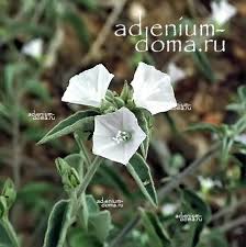 Image result for Jacquemontia paniculata