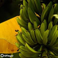 Of course its banana the fruit yeah did i answer your question now? Growing Fruit How To Grow Banana Trees In Pots Erin Garden Manage Gfinger Is The Best Garden Manage App