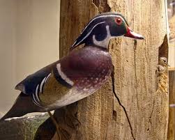 April Bird Of The Month Through The Window April Birds Snow Mammals No Snow Birds Animals Beautiful Mammals