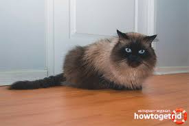Kucing parsi atau kucing persian adalah kucing yang banyak digemari karena dari beberapa sifatnya seperti manjanya dan disiplinnya. Kucing Himalaya Penerangan Baka Dan Watak Kucing