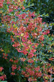 Image result for Heteropterys