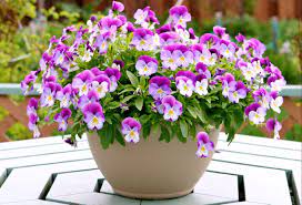 We did not find results for: Wallpaper Pansies Flowers Pots Table 2600x1770 Wallpaperup 1071009 Hd Wallpapers Wallhere