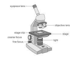 To represent the microscope field of view draw a circle on. Learning By Questions