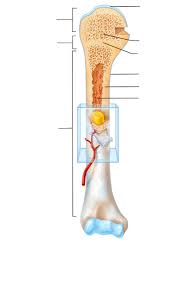 Reviewed by seleas wallet on july 30, 2021 rating: Long Bone Labeling Diagram Quizlet