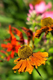 Helenium Moherim Beauty In Adv7 Garden In Madrid Paisajismo Y Proyectos