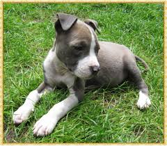 Dieser pinnwand folgen 1106 nutzer auf pinterest. Susse Am Staff American Staffordshire Terrier 531178