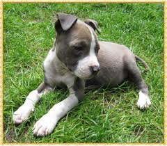 Rockinangel staffordshire bull terriers, sydney, nsw. American Staffordshire Terrier Welpen Blue Line In Dusseldorf Tiere Kleinanzeigen