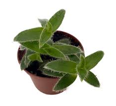 Image result for Cyanotis