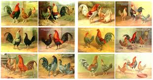 Gamefowl Chart Game Fowl English Games Rooster Breeds