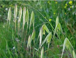 Image result for Grona barbata