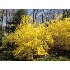 Yellow Forsythia 1 Gallon Potted Plant Spring And Fall Etsy Plants Growing Shrubs Shrubs