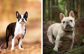 Since french bulldogs have many skin folds, remember to clean them regularly to prevent dust and dirt accumulation. Are French Bulldogs Hypoallergenic Quora