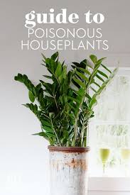 9 Common Houseplants You Might Not Know Are Poisonous Houseplants Easy Care Houseplants Plants