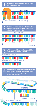 Diagram Explaining Telomeres Telomeres Dna Synthesis Genetic Information