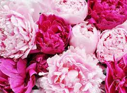 The foliage of this herbaceous plant lasts all summer and is an attractive background for other plantings. Beautiful Pink Peony Flower Background Stock Photo Picture And Royalty Free Image Image 60560029