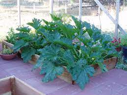 Online video course now available. Zucchini Growing In My Square Foot Garden Square Foot Gardening Easy Garden Gardening Tips