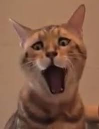 Funniest Yawn I Ve Seen From A Cat Cat Yawning Cats Cute Animals