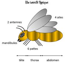 Définition du mot mandibule : La Definition D Un Insecte Qu Est Ce Qu Un Insecte Fourmidables