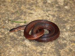 Image result for Atractus discovery