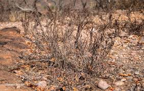 Image result for Myrothamnaceae